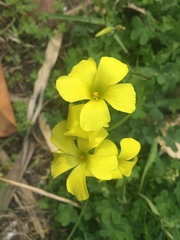 Oxalis pes-caprae