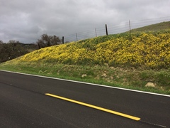 Monolopia lanceolata