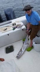 Scomberomorus cavalla