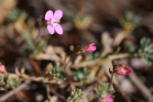 Image of Stylidium dielsianum by (c) Hugo Innes, some rights reserved (CC BY)