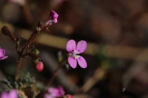 Image of Stylidium dielsianum by (c) Hugo Innes, some rights reserved (CC BY)