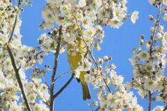 Robinsonella pilosissima