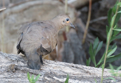Metriopelia melanoptera