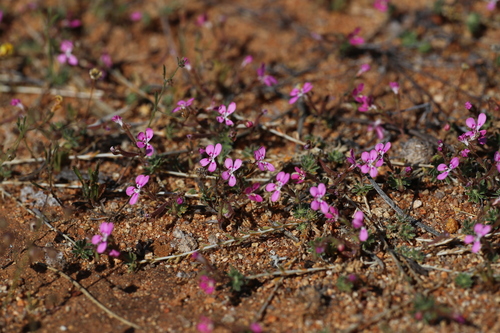 Image of Stylidium dielsianum by (c) Hugo Innes, some rights reserved (CC BY)