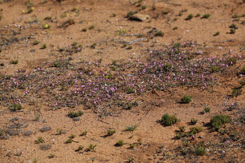 Image of Stylidium dielsianum by (c) Hugo Innes, some rights reserved (CC BY)