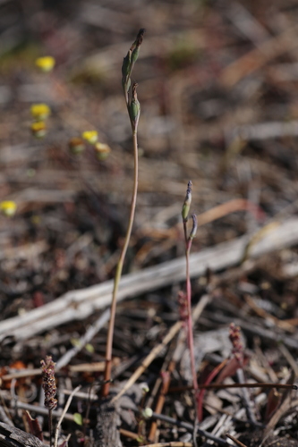 Image of Thelymitra petrophila by (c) Hugo Innes, some rights reserved (CC BY)