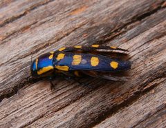 Buprestis octoguttata