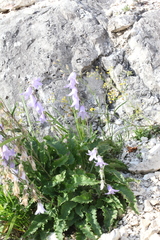 Campanula sarmatica