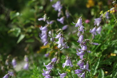 Campanula sarmatica