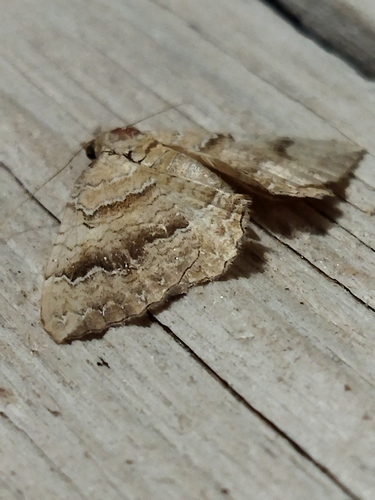 Camptogramma bilineata bilineata