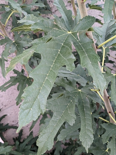 Morus kagayamae iNat (3)