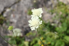 Scabiosa bipinnata