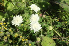 Scabiosa bipinnata