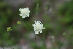 Scabiosa bipinnata