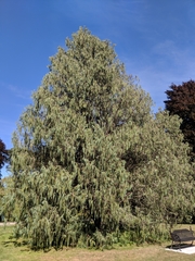 Cupressus cashmeriana
