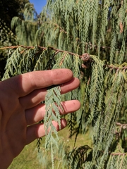 Cupressus cashmeriana