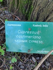 Cupressus cashmeriana