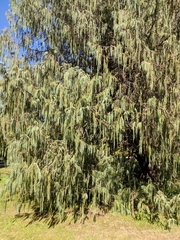 Cupressus cashmeriana