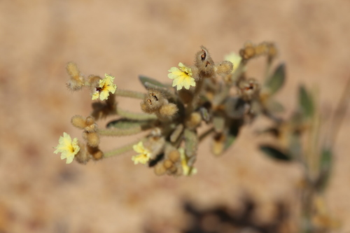 Dampiera luteifolia observed 2023-09-26
