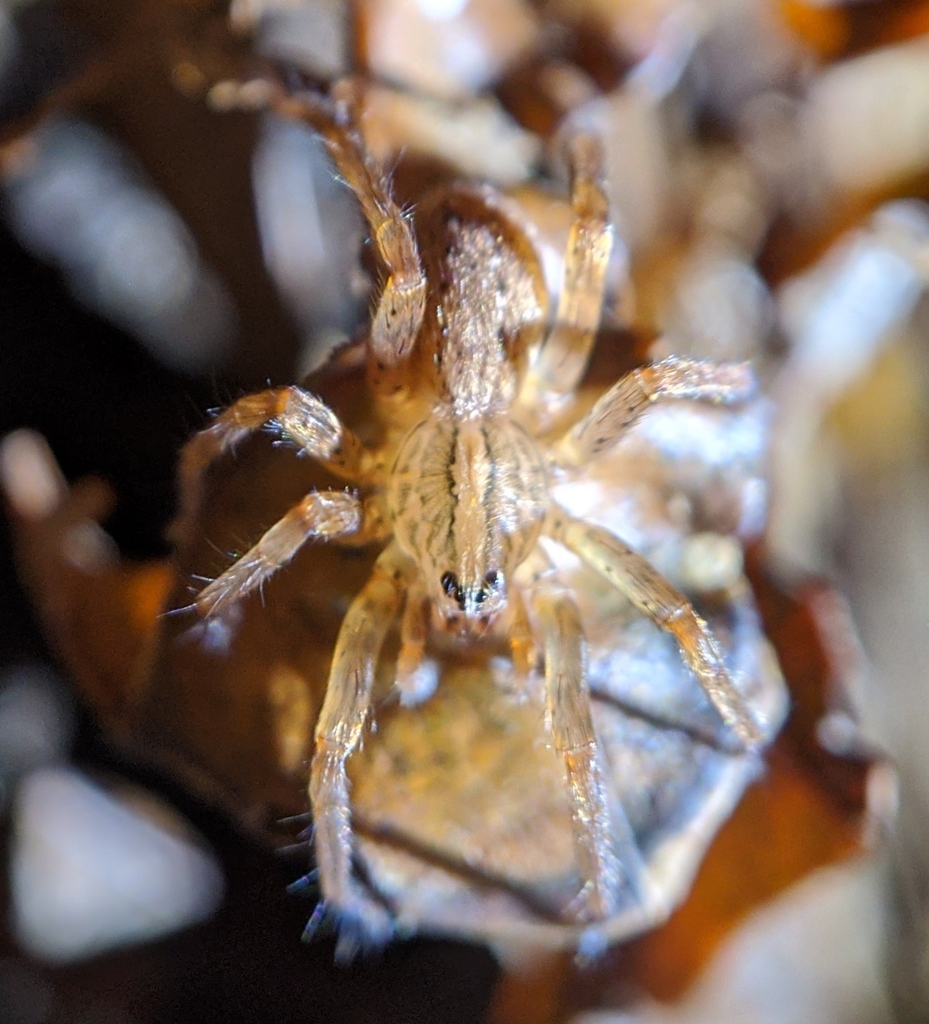 Southeastern Wandering Spider In September 2023 By Birb INaturalist   Large 