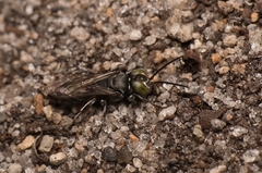 Tachysphex nigerrimus