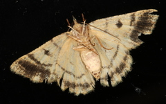 Aeolochroma hypochromaria