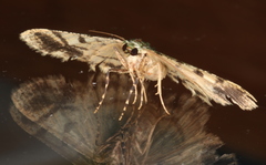 Aeolochroma hypochromaria