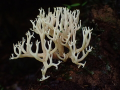 Lentariaceae