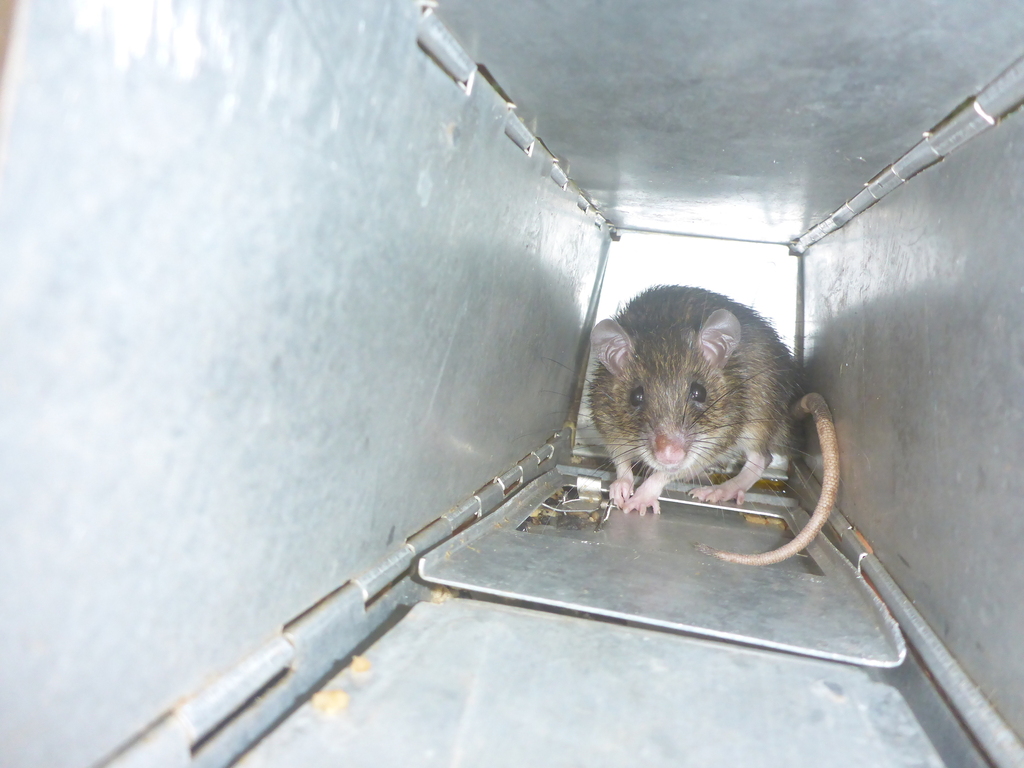Cape York rat