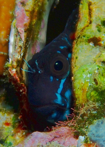 Ecsenius namiyei