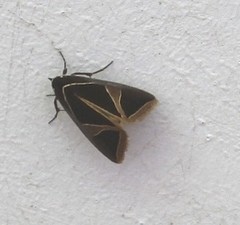 Agamana conjungens
