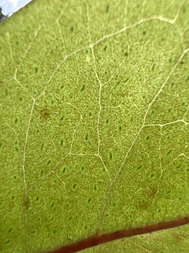 Embelia pacifica observed 2023-09-27