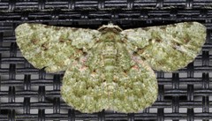 Aeolochroma viridicata