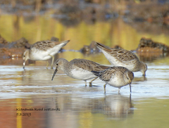 Calidris ferruginea × melanotos