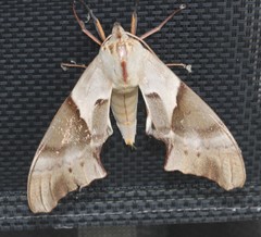 Coequosa australasiae