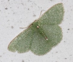 Eucyclodes metaspila