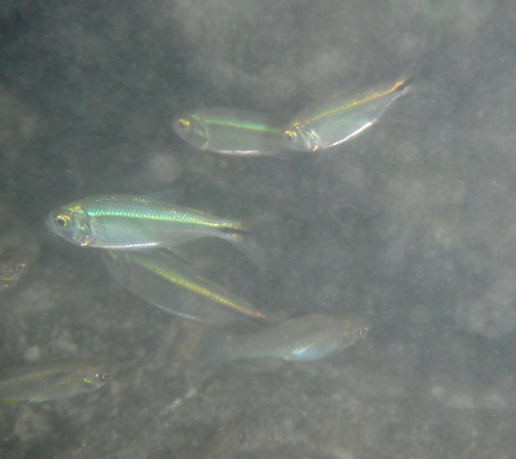 Breedvlek-molly (Poecilia latipunctata) — Poeciliidae