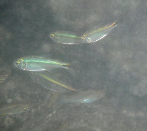 Broadspotted molly (Poecilia latipunctata) — Poeciliidae