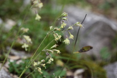 Silene saxatilis