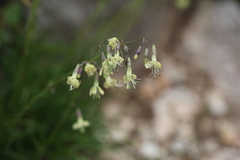 Silene saxatilis