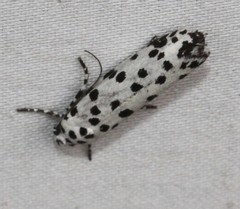 Ethmia clytodoxa