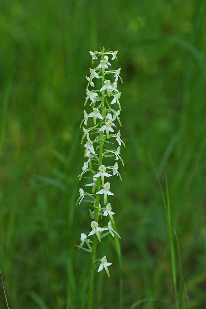 Platanthera × mixta