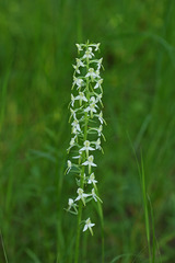 Platanthera mixta