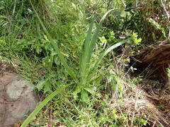(c) Leon Perrie, some rights reserved (CC BY) Dietes robinsoniana, photograph (c) Leon Perrie, some rights reserved (CC BY)