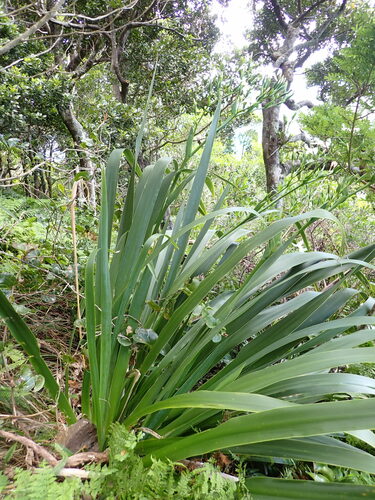 Lord Howe wedding lily (Dietes robinsoniana)
