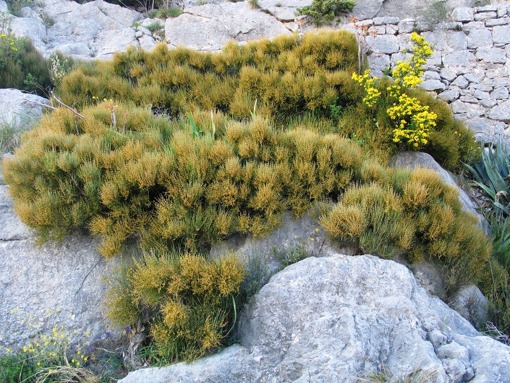 Ephedra procera; photograph (c) Flora_DUMO, some rights reserved (CC BY)