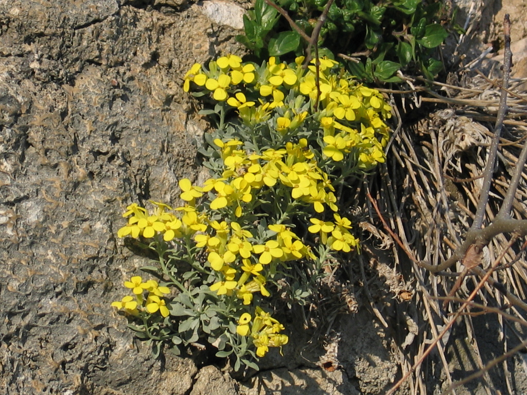 Resetnikia triquetra; photograph Flora_DUMO, CC BY, iNaturalist via GBIF