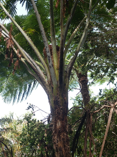 Sphaeropteris robusta, photograph 2