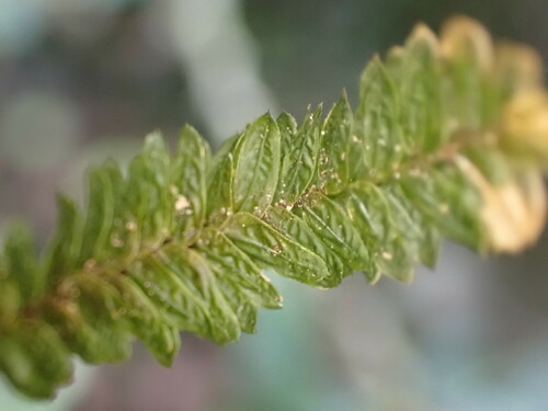 Image of Mesochaete undulata by (c) Leon Perrie, some rights reserved (CC BY)