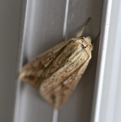 Mythimna decisissima